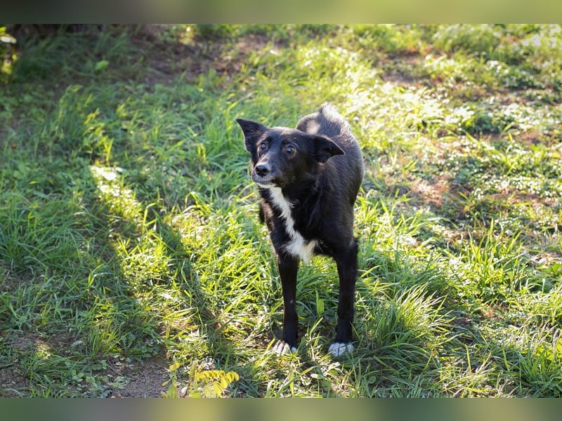 Rosie: sucht ein Zuhause