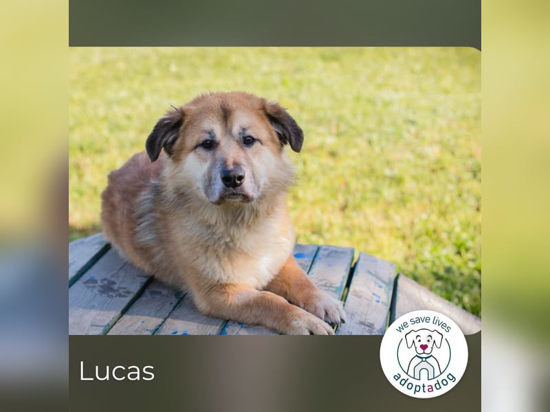 Lucas sucht ein Zuhause