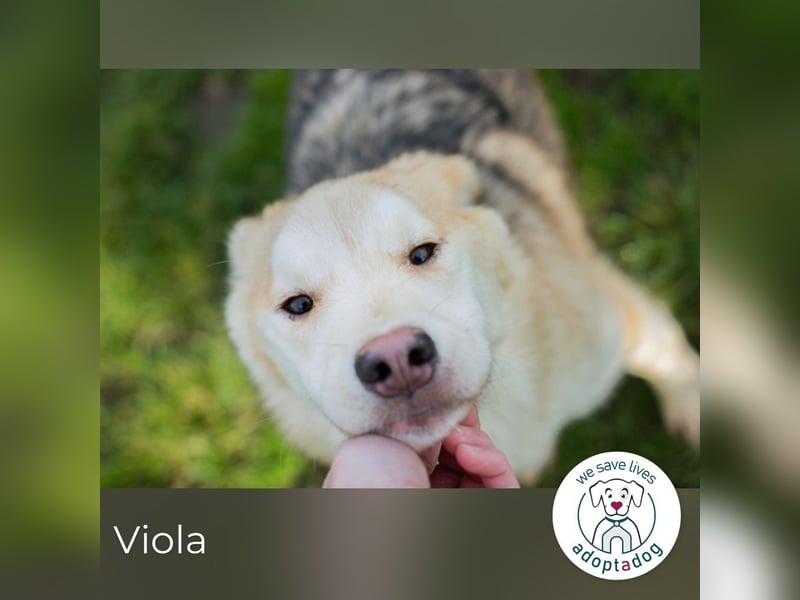 Viola sucht ein Zuhause