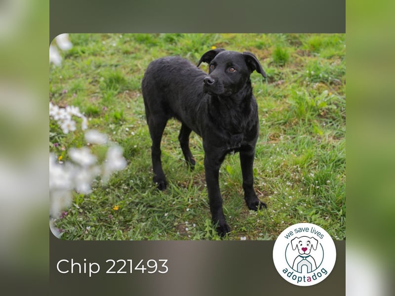 Chip 221493 sucht ein Zuhause