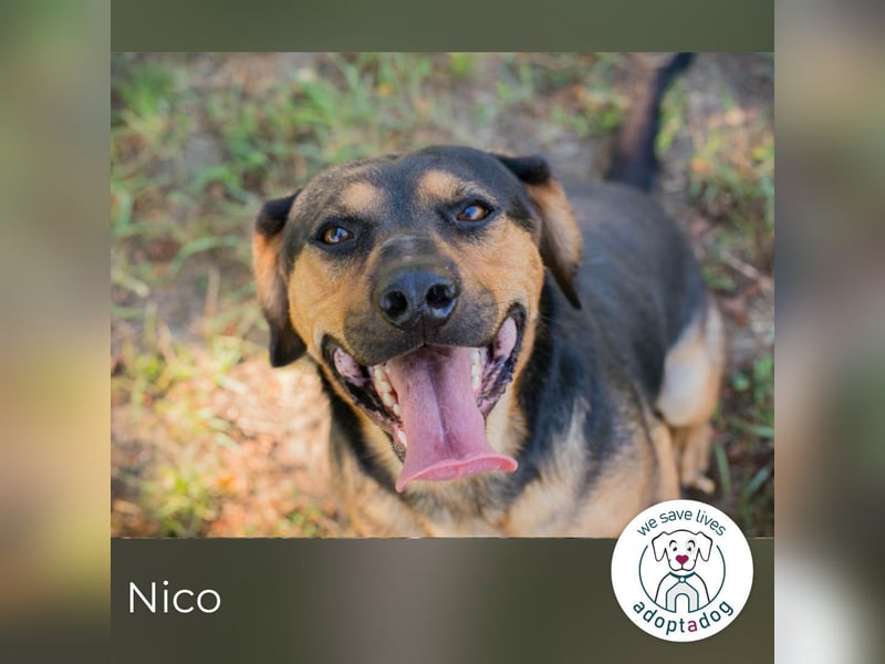 Nico: Fröhlicher Entdecker