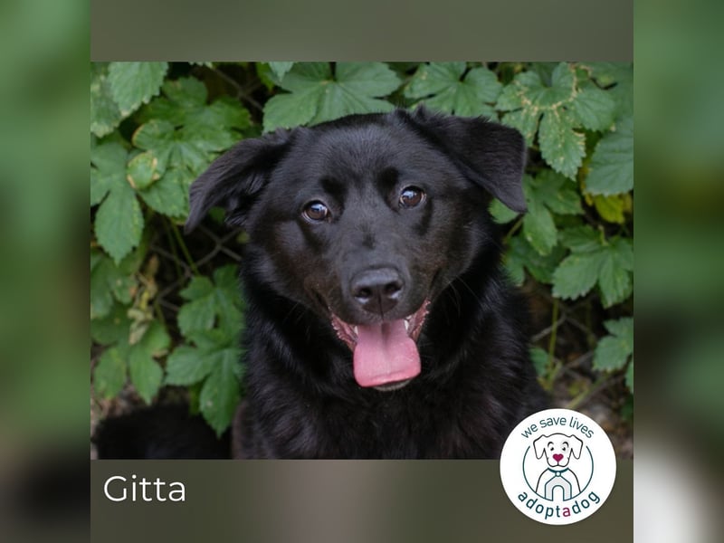 Gitta: Lebensfreude auf vier Pfoten