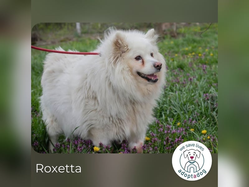 Roxetta 874770 sucht ein zu Hause