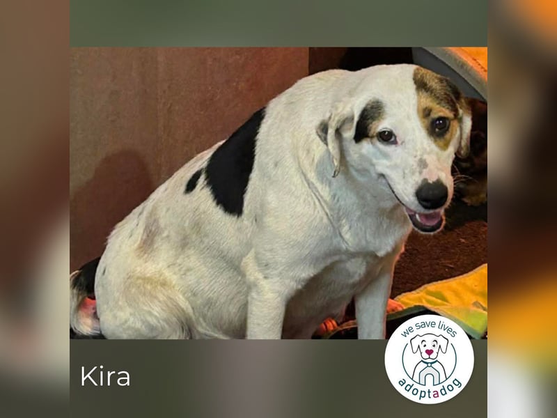 Kira sucht ein Zuhause