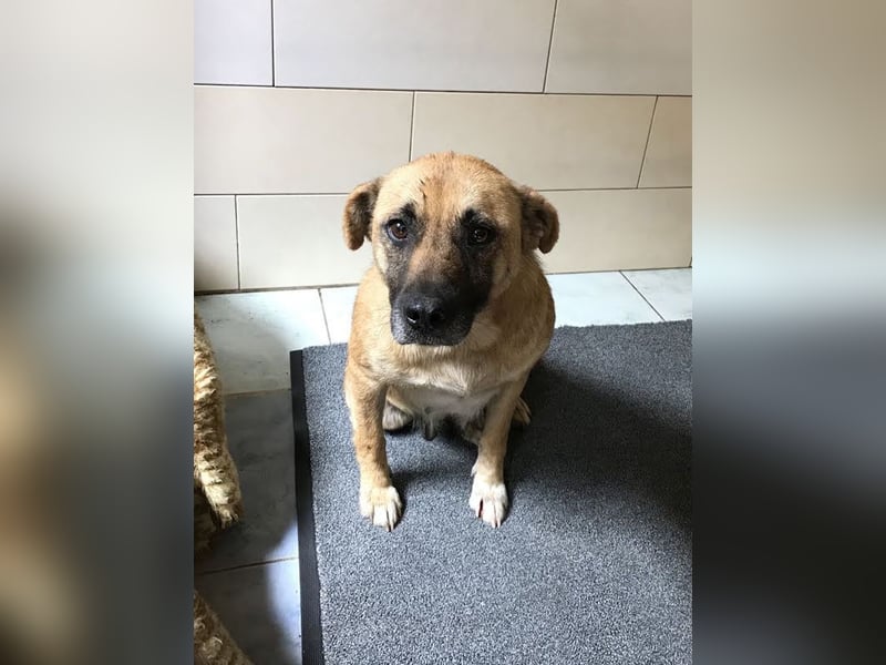 Greta: Liebenswerter Schatz sucht liebevolles Körbchen