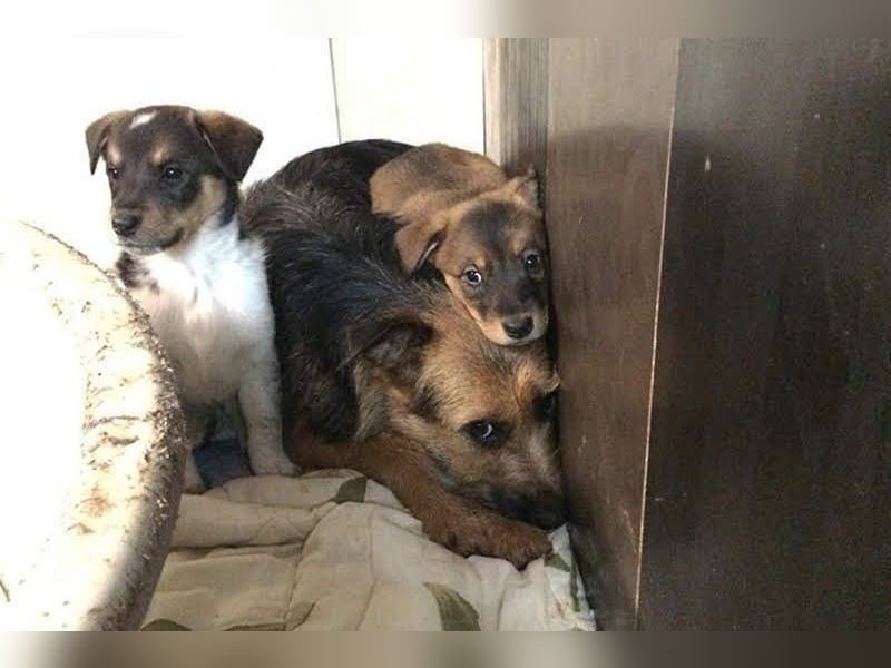 Nola, sucht einfühlsame Menschen