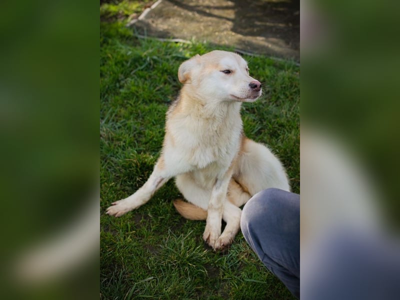 Viola sucht ein Zuhause