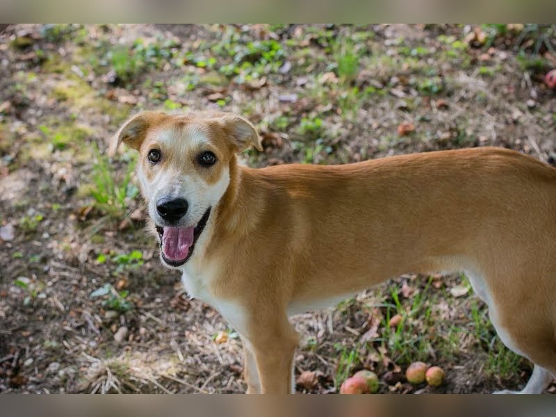 Sven: Lebensfroher Junghund