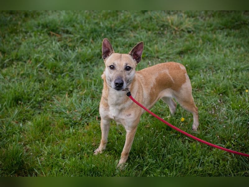 Chip 255040 sucht ein Zuhause