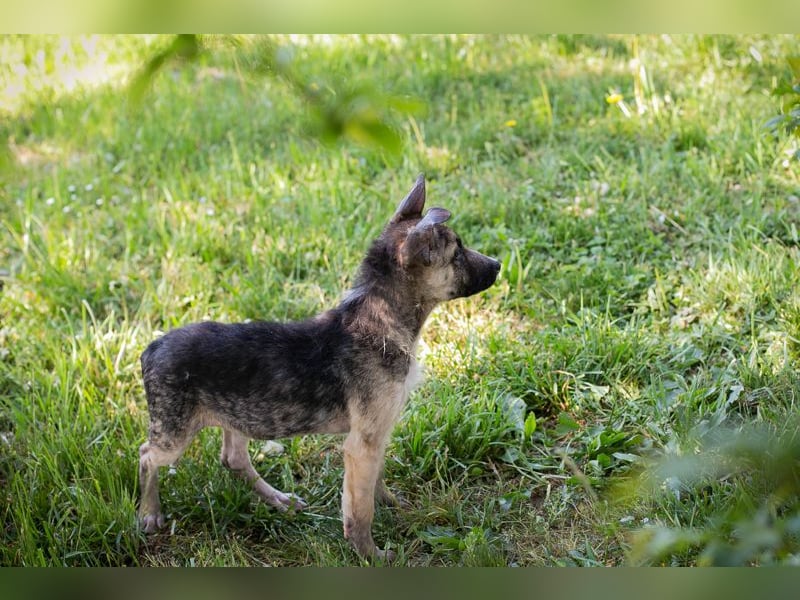 Chip 257991 sucht ein Zuhause