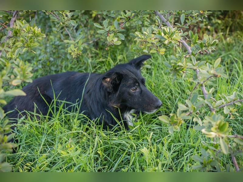 Rosie – sanfte Seele sucht liebevolles Zuhause