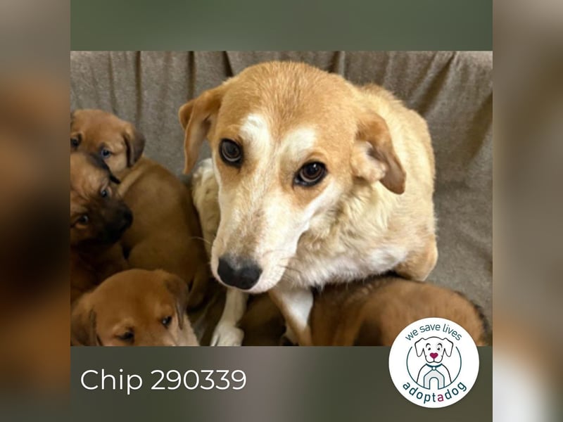 Chip 290339 sucht ein Zuhause