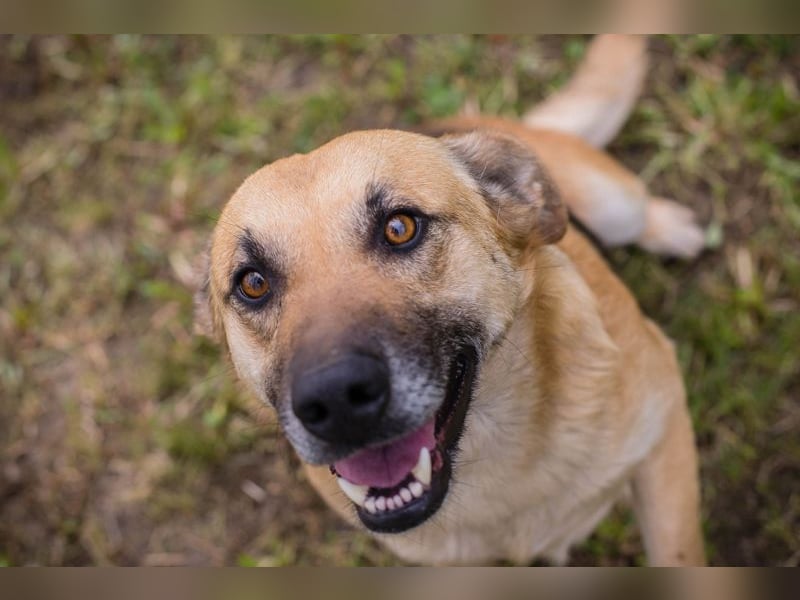 Chip 267225 sucht ein Zuhause