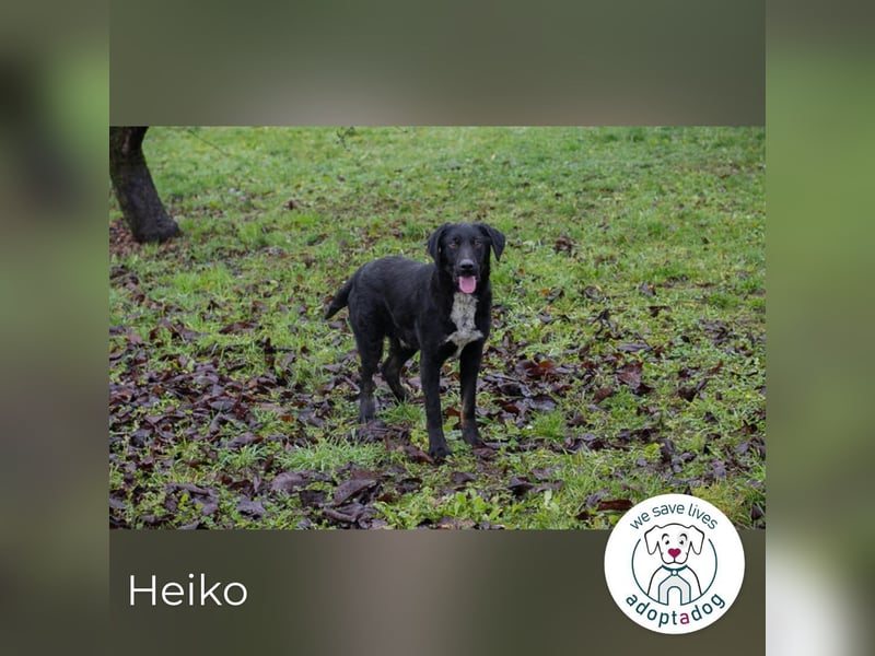 Heiko 259958 sucht ein zu Hause