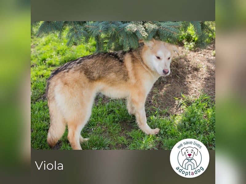 Viola sucht ein Zuhause