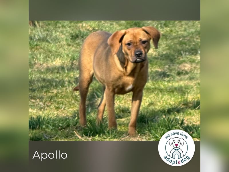 Apollo 244315 sucht ein zu Hause
