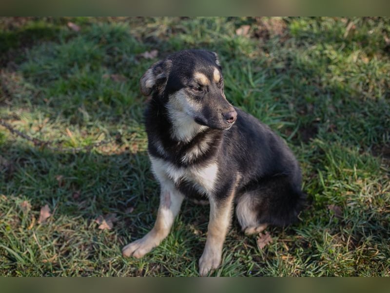 Chip 260490 sucht ein Zuhause