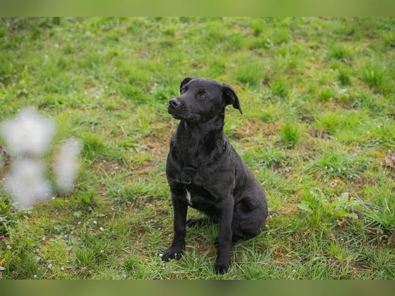 Chip 221493 sucht ein Zuhause