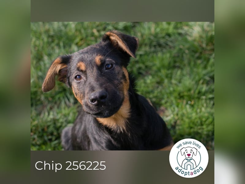 Chip 256225 sucht ein Zuhause