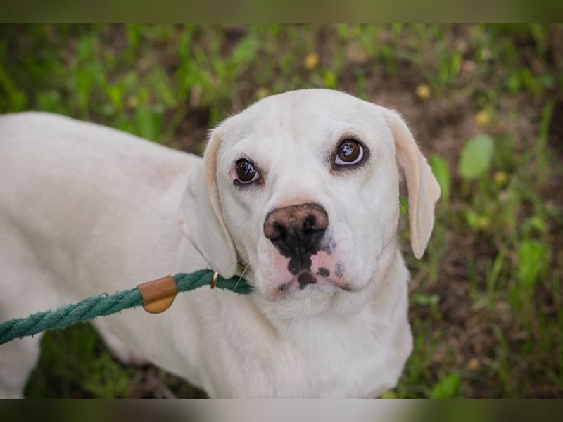 Chip 283414 sucht ein Zuhause