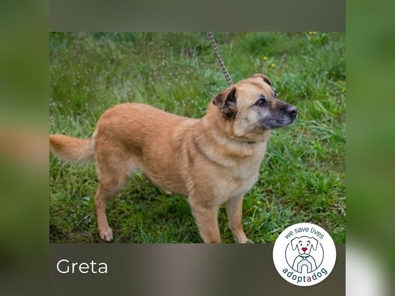 Greta 214599 sucht ein zu Hause