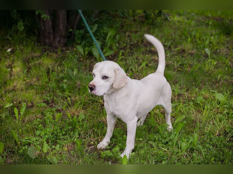 Chip 283414 sucht ein Zuhause