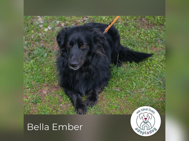 Bella Ember sucht ein Zuhause