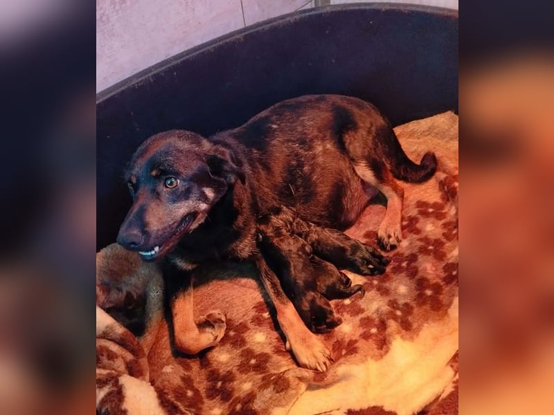Ida sucht ein Zuhause