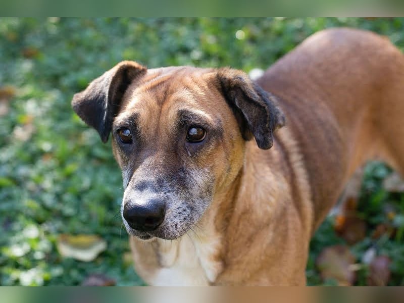 Arjeta: Treue Begleiterin an deiner Seite