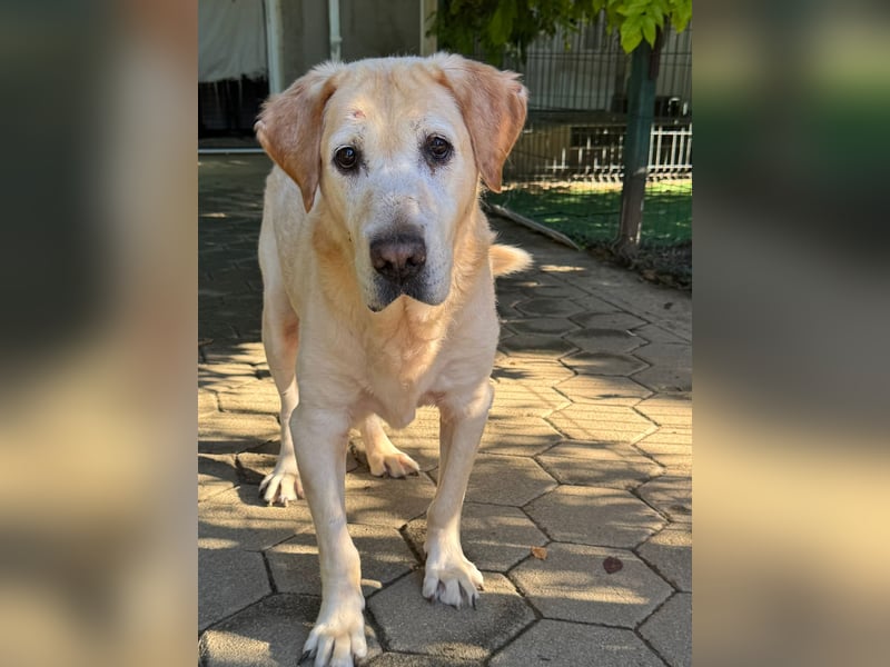 Ludwig 2158732 sucht ein zu Hause