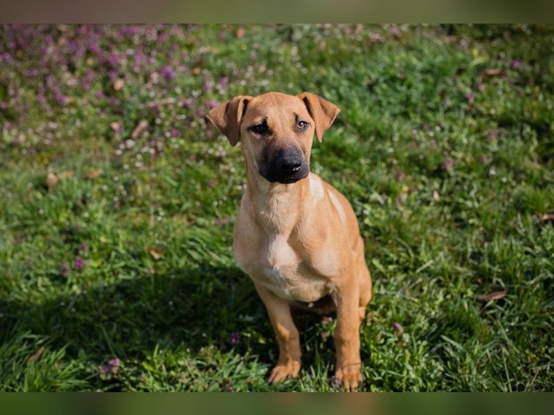 Chip 271274 sucht ein Zuhause