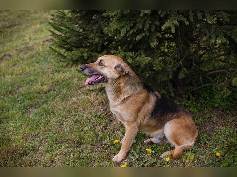 Chip 267225 sucht ein Zuhause