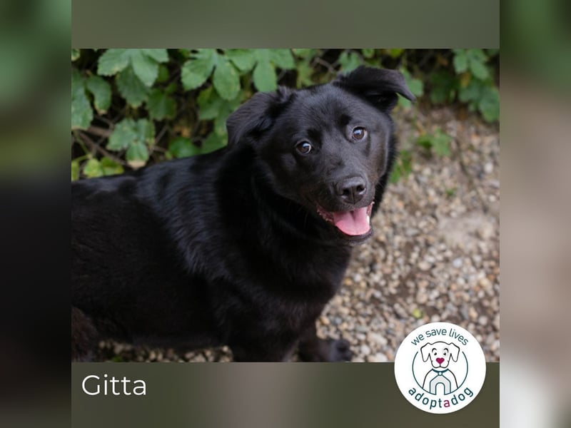 Gitta: Lebensfreude auf vier Pfoten