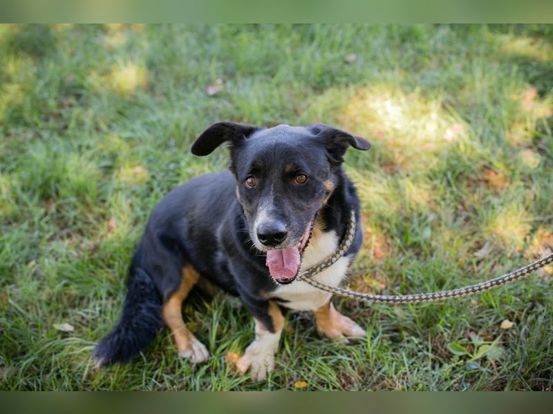 Chip 2059112 sucht ein Zuhause