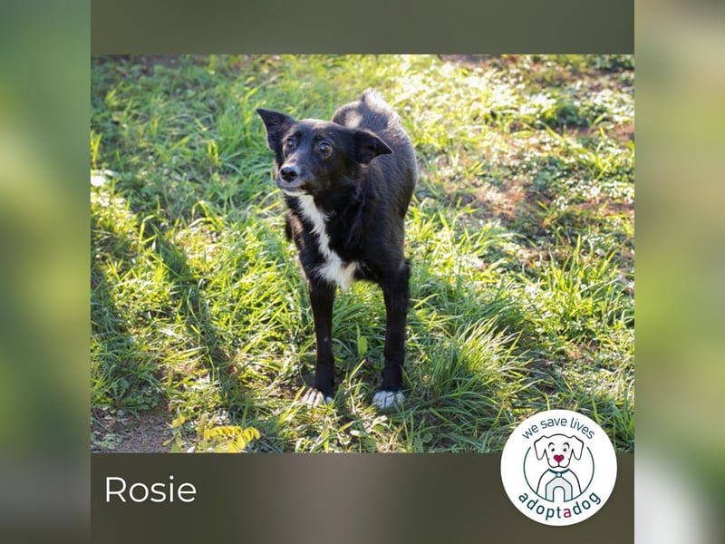 Rosie – sanfte Seele sucht liebevolles Zuhause