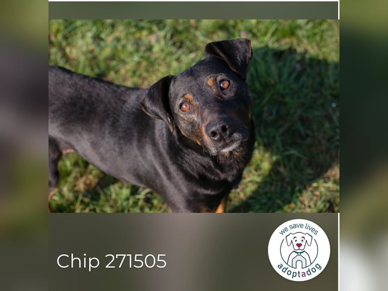 Chip 251505 (Junghund) sucht ein Zuhause