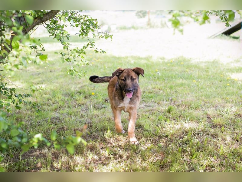 Chip 267512 sucht ein Zuhause