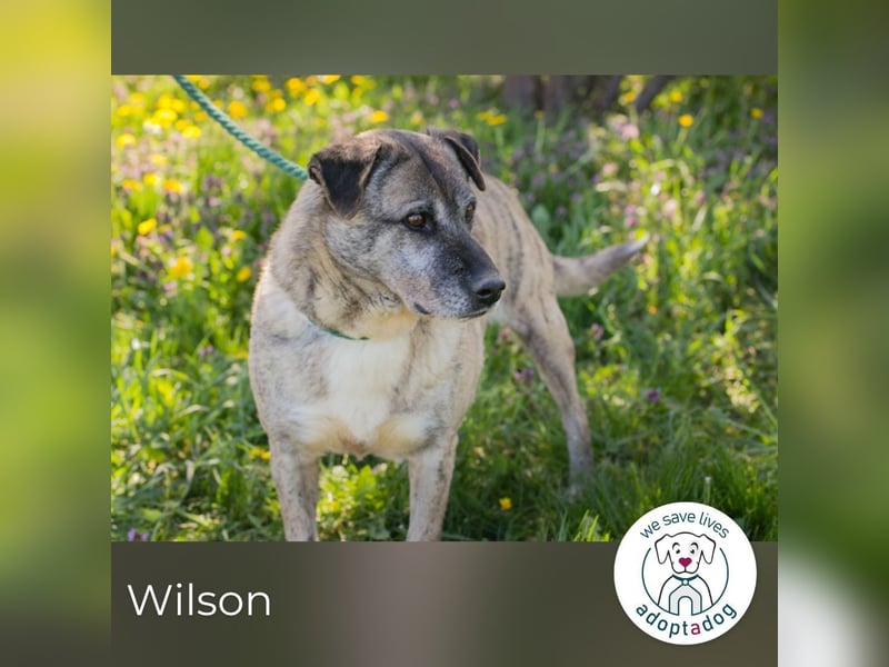 Wilson 203705 sucht ein zu Hause