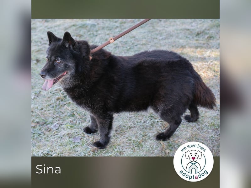 Sina 922409 sucht ein zu Hause