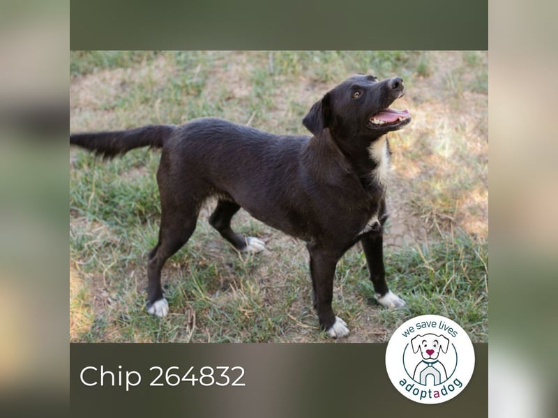 Chip 264832 sucht ein Zuhause
