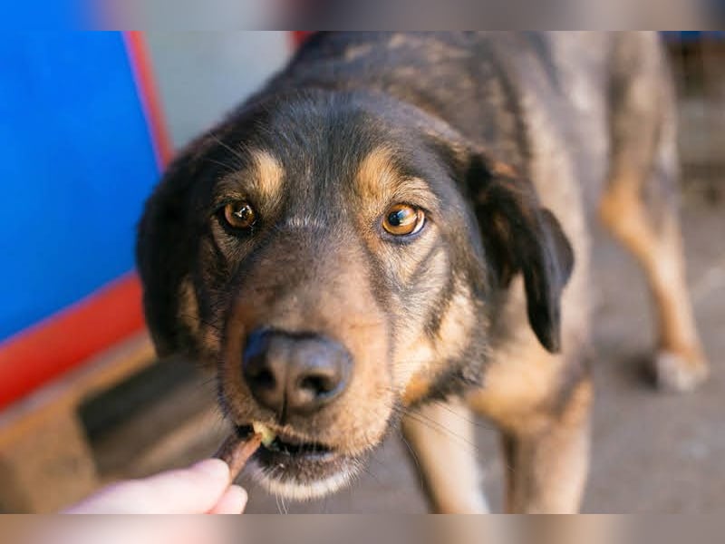 Joschi: Vertrauen durch Geduld