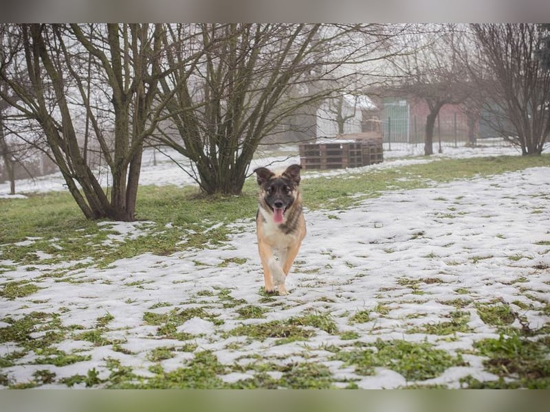 Suki- Schäfermix sucht ein Zuhause