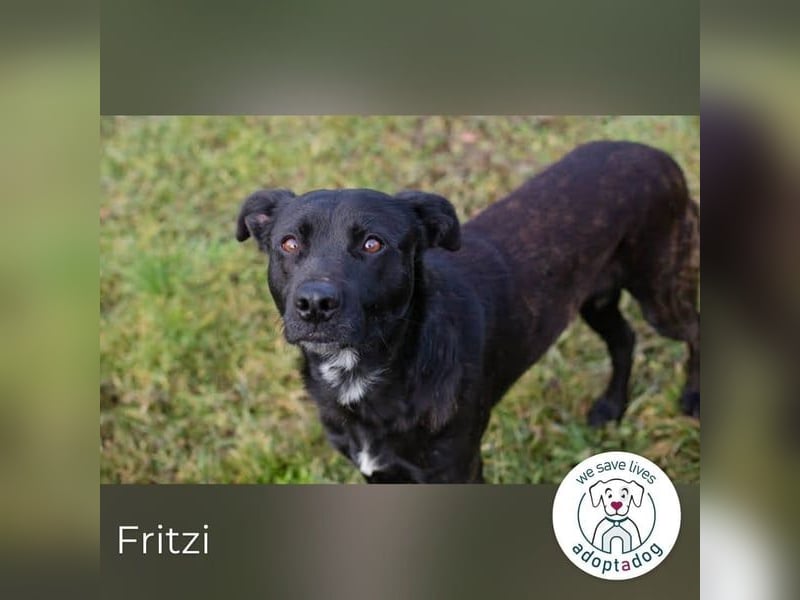 Fritzi: sucht dich!