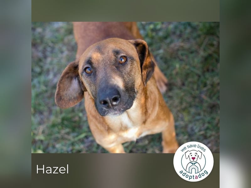 Hazel 258207 sucht ein zu Hause