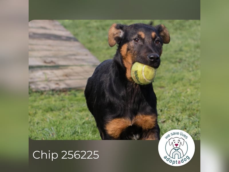 Chip 256225 sucht ein Zuhause