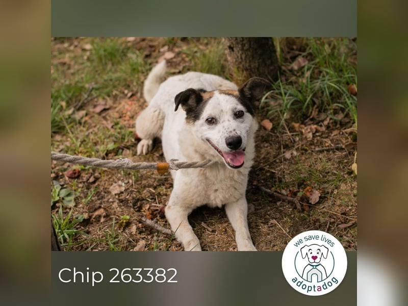 Chip 263382 sucht ein Zuhause