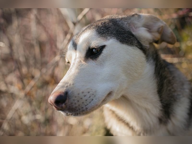 Chip 272130 sucht ein Zuhause