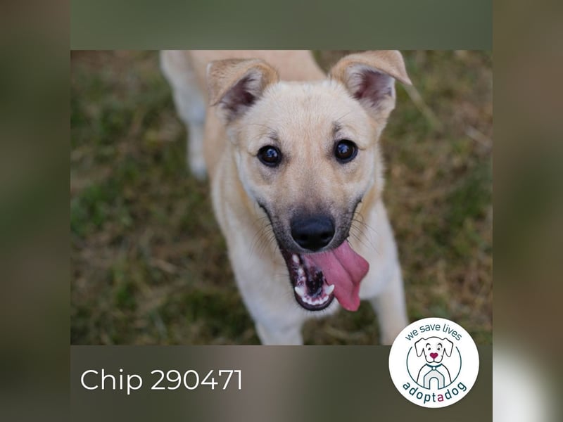 Chip 290471 sucht ein Zuhause