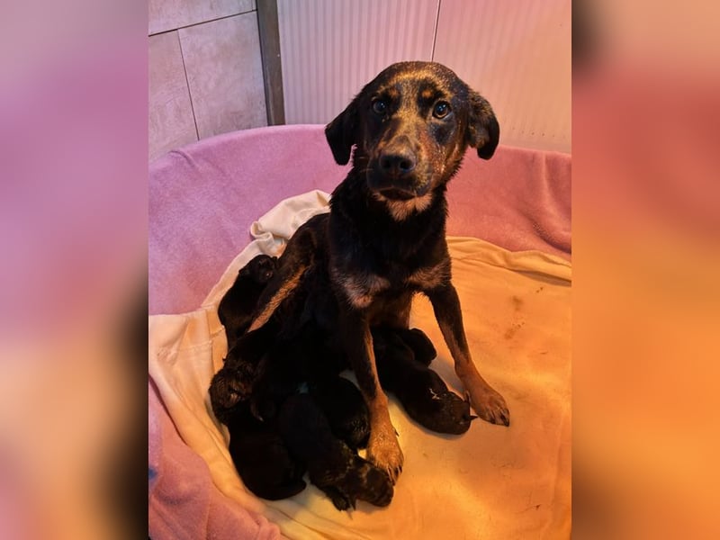 Ida sucht ein Zuhause