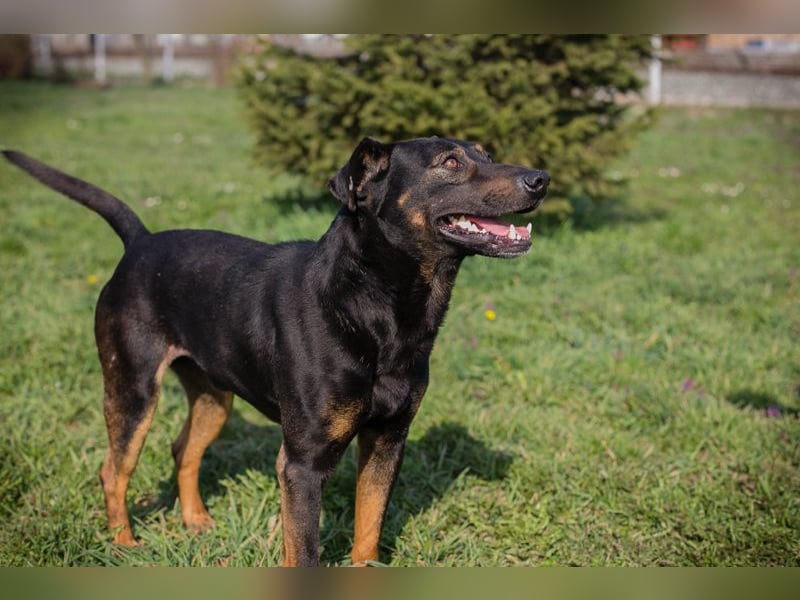 Chip 251505 (Junghund) sucht ein Zuhause